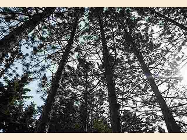 14077 Klos Py Rd, Ely, MN 55731 photo 10