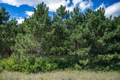 Lot 62 Big Bay Rd, Necedah, WI 54646