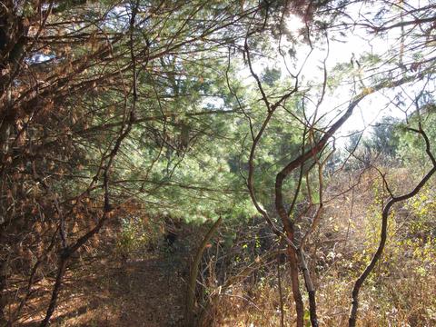 Lot 52 Mockingbird Court, La Valle, WI 53941