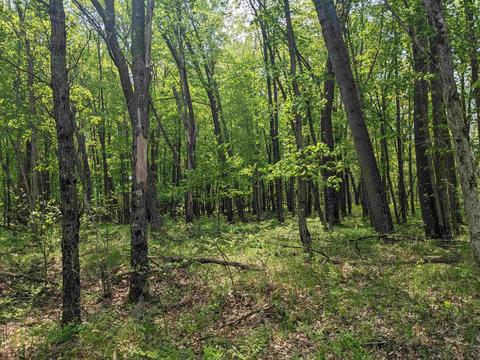 40 Ac County Rd E, Westfield, WI 53964