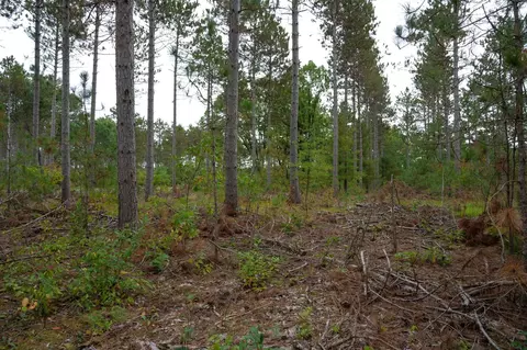 lot2 Bollig Ct, Nekoosa, WI 54457