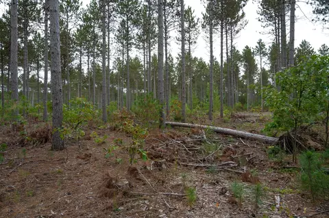 Lot 3 Bollig Court, Nekoosa, WI 54457