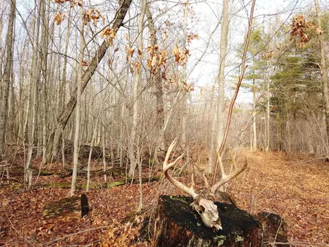 40 00ac County Road X, Babcock, WI 54466