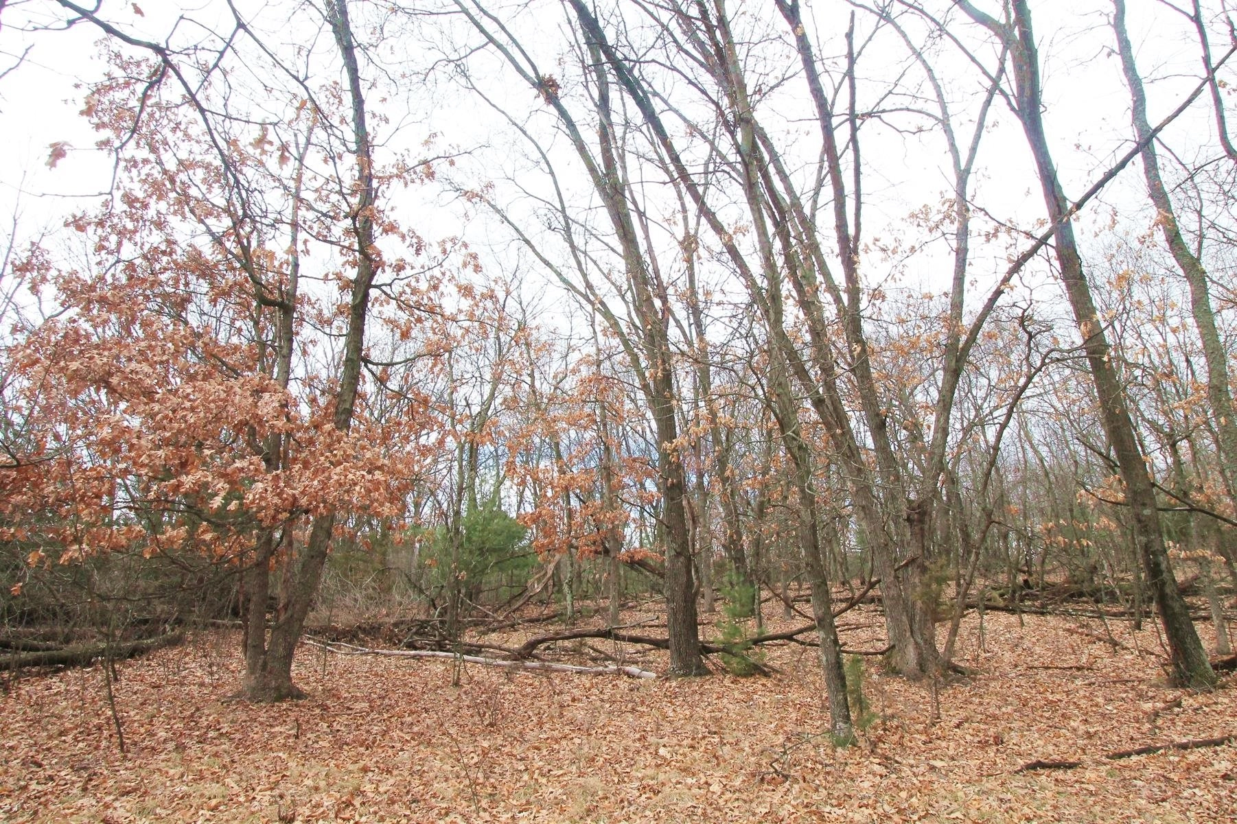 Lot 53  