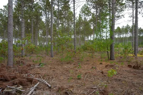 lot8 Bollig Ct, Nekoosa, WI 54457