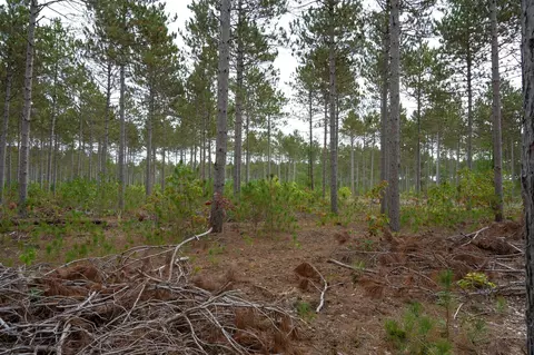Lot 7 Bollig Court, Nekoosa, WI 54457