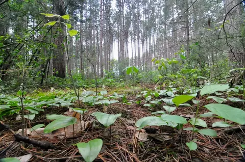 Lot 22 Twin Lane, Redgranite, WI 54970