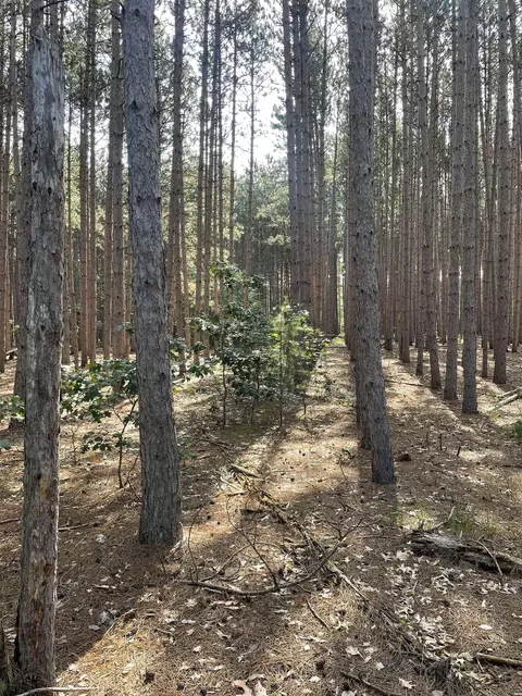 Parcel 42 Pinecone Court, Necedah, WI 54646