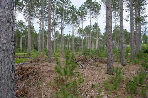 lot5 Bollig Ct, Nekoosa, WI 54457