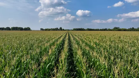 902 52 Acres Vacant Land, Livingston, WI 53554