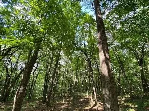 12 Wooded Acres Observatory Rd, Cross Plains, WI 53528