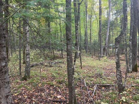Lt0 Bear Paw, Amberg, WI 54102