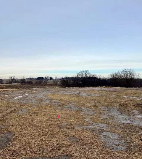 Lt14 Golden Pheasant, Lisbon, WI 53072