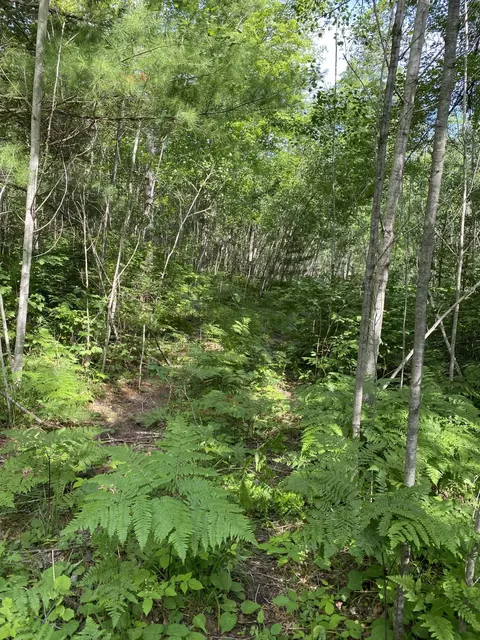 Lt 73 Menominee Woods, Wausaukee, WI 54177