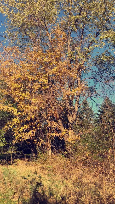 Lt0 Lake View, Farmington, WI 53090