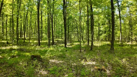 lot1 Federal Forest Road 3903, Laona, WI 54541