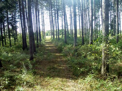 6944 Sundew Rd, Abrams, WI 54171 photo 4