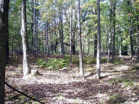 6944 Sundew Rd, Abrams, WI 54171 photo 16