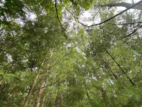 Springbrook Road, Shawano, WI 54166