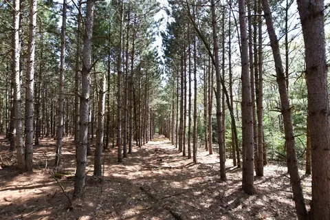 Apache Court, Pine River, WI 54965 photo 15