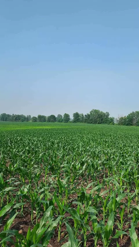 Brown County Line Road, Pulaski, WI 54162