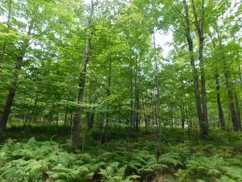 Old 139 Road, Argonne, WI 54511 photo 2