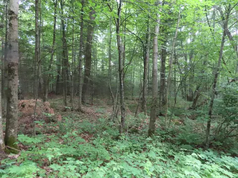 Easement Lane, Laona, WI 54541
