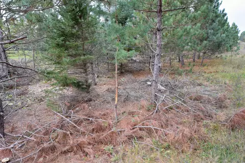 21 St Dr, Wild Rose, WI 54984 photo 20