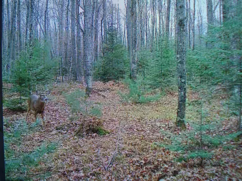 2580 Geline Rd, Eagle River, WI 54521 photo 22