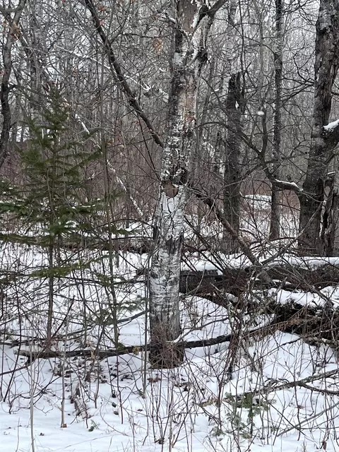 Hill Avenue, Townsend, WI 54175