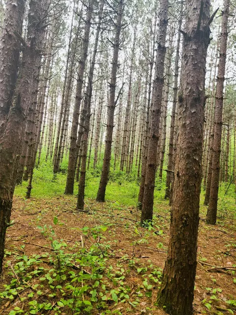 sandy lane, Shawano, WI 54166