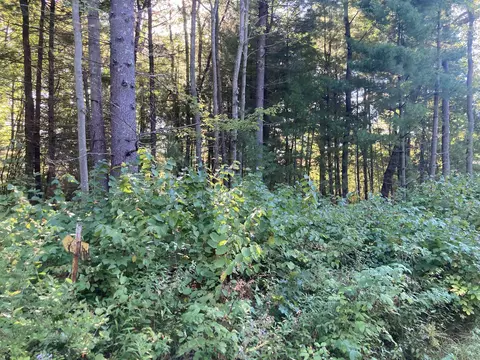 Springbrook Road, Cecil, WI 54111 photo 2