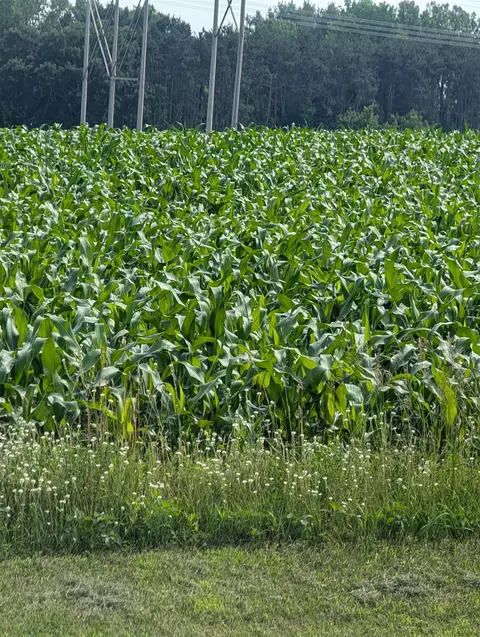 buelow road, New London, WI 54961