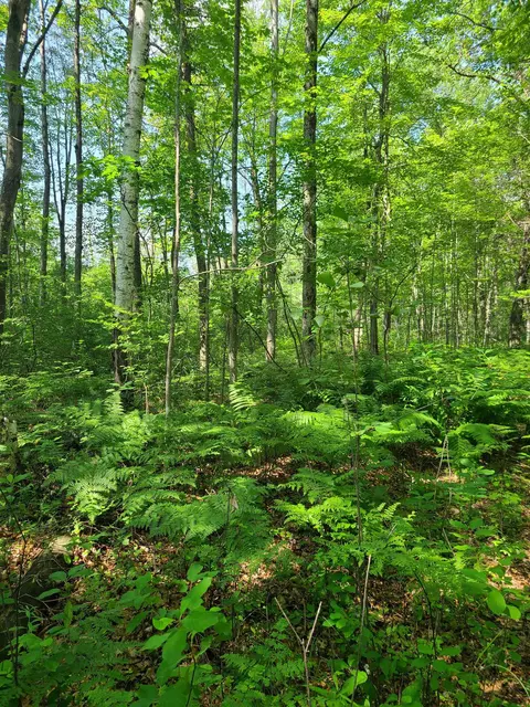 Cth Y, Peshtigo, WI 54157