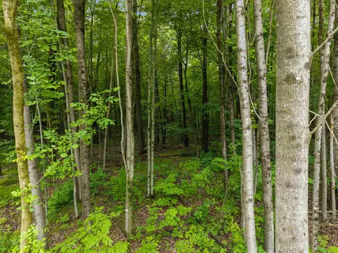 Island Lake Lane, Gresham, WI 54128 photo 3