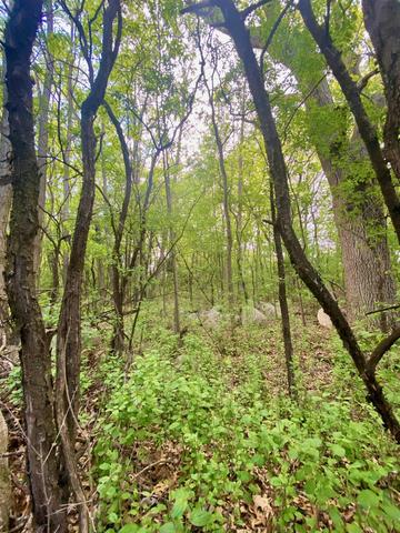 Hillside Drive, Weyauwega, WI 54983