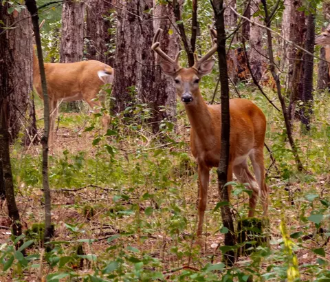 deer path, Hancock, WI 54943 photo 3