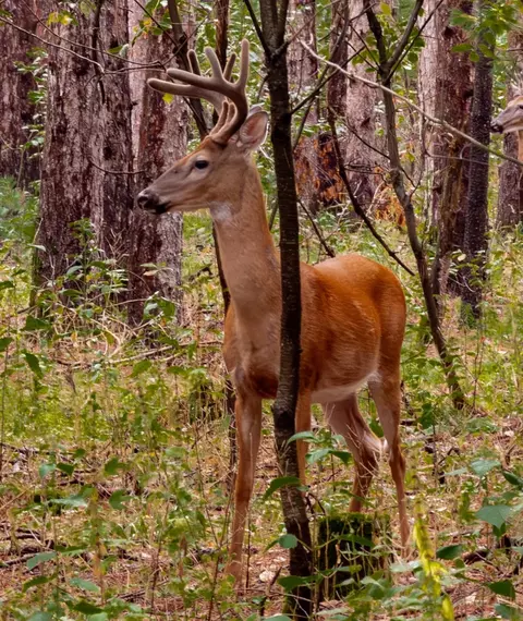 deer path, Hancock, WI 54943 photo 4