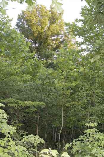 19128 Hawk Mountain Rd, Glencoe, MO 63038 photo 4