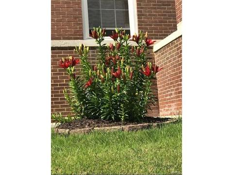 4925 Gresham Ave, Saint Louis, MO 63109 photo 36