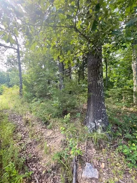 tbd County Road 355, Dora, MO 65637 photo 6