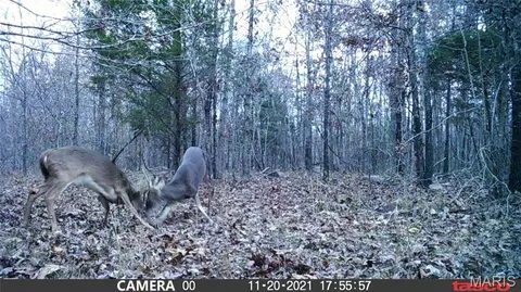 tbd Tract 5 Bobwhite Ln, Fairdealing, MO 63939 photo 37