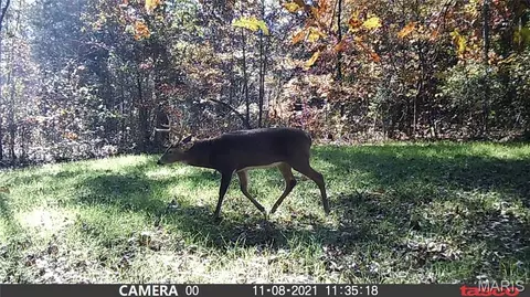 tbd Tract 5 Bobwhite Ln, Fairdealing, MO 63939 photo 44