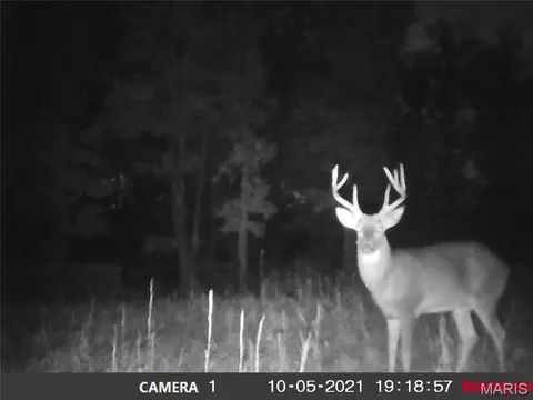 tbd Tract 5 Bobwhite Ln, Fairdealing, MO 63939 photo 35