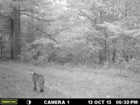 tbd Tract 5 Bobwhite Ln, Fairdealing, MO 63939 photo 53