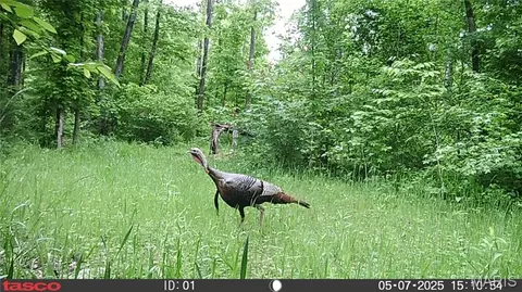 tbd Tract 5 Bobwhite Ln, Fairdealing, MO 63939 photo 50