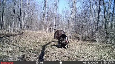 tbd Tract 5 Bobwhite Ln, Fairdealing, MO 63939 photo 48