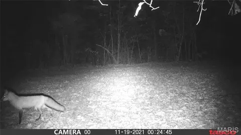 tbd Tract 5 Bobwhite Ln, Fairdealing, MO 63939 photo 39