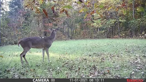 tbd Tract 5 Bobwhite Ln, Fairdealing, MO 63939 photo 42