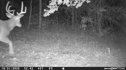 tbd Tract 5 Bobwhite Ln, Fairdealing, MO 63939 photo 59